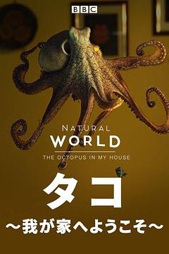 自然世界：家里的章鱼