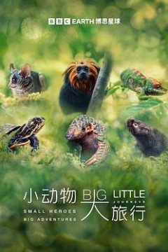 小动物大旅行第一季
