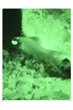 自然奇境第五季