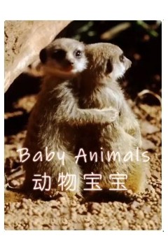 动物宝宝
