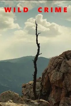 狂野罪行第一季