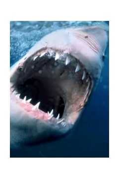 纪录片：海洋捕食者