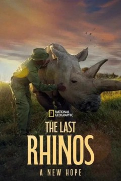 最后的犀牛：新希望