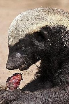 蜜獾：破坏之王