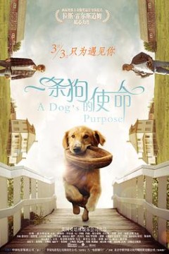 一条狗的使命国语
