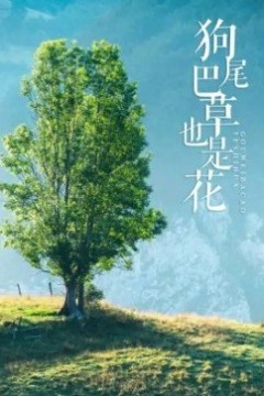 狗尾巴草也是花